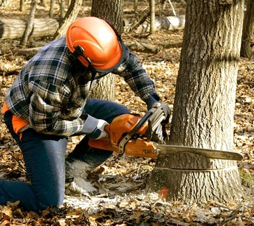 Tree Removal in Bruce, MS